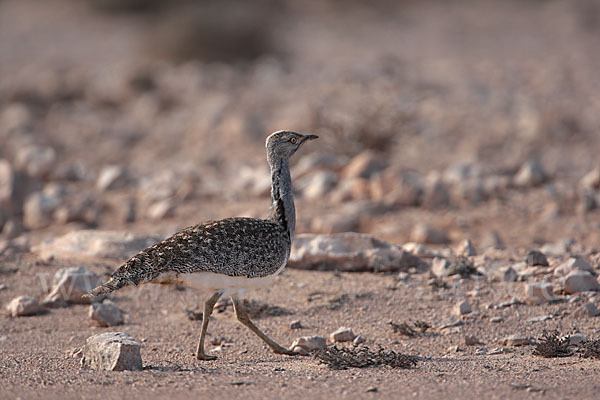 Kragentrappe (Chlamydotis undulata fuerteventurae)