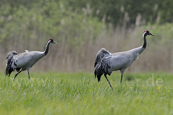 Kranich (Grus grus)