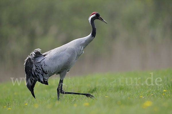 Kranich (Grus grus)