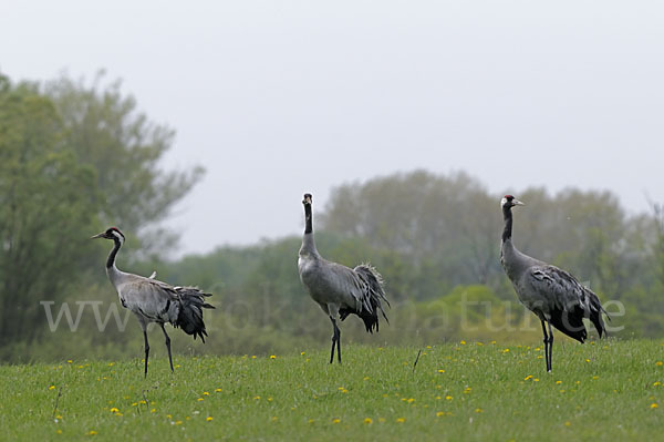 Kranich (Grus grus)