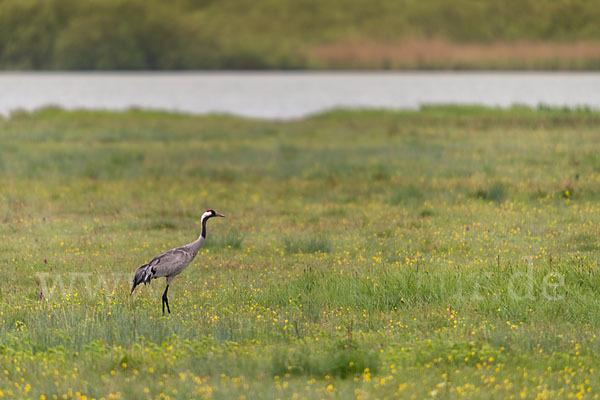 Kranich (Grus grus)