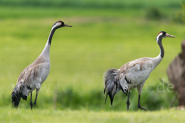 Kranich (Grus grus)