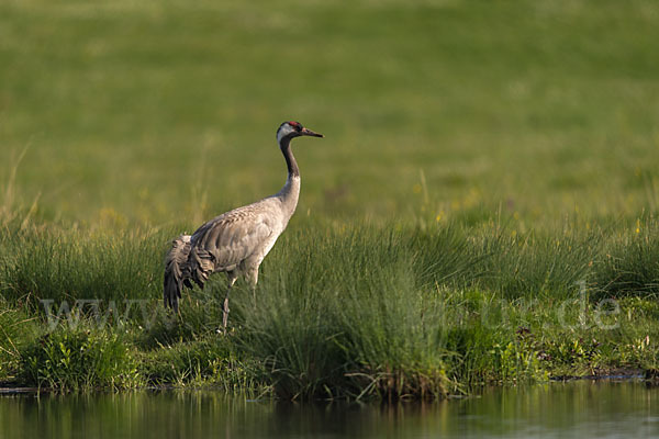 Kranich (Grus grus)