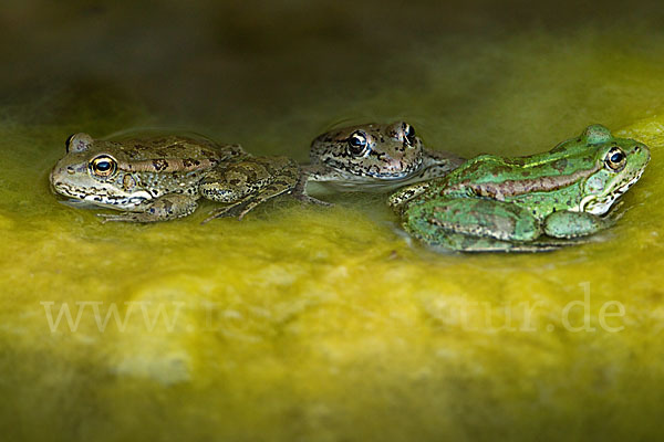 Kreta-Wasserfrosch (Pelophylax cretensis)