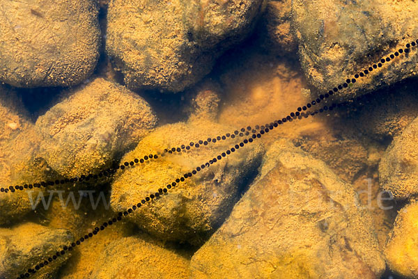 Kreuzkröte (Epidalea calamita)