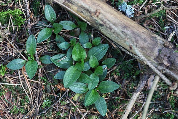 Kriechende Netzblatt (Goodyera repens)