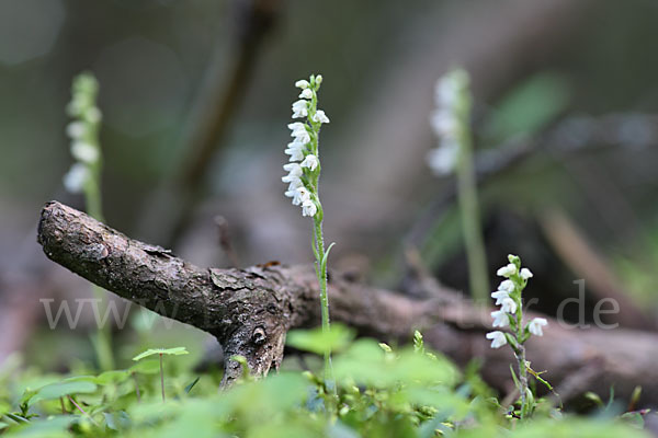 Kriechende Netzblatt (Goodyera repens)