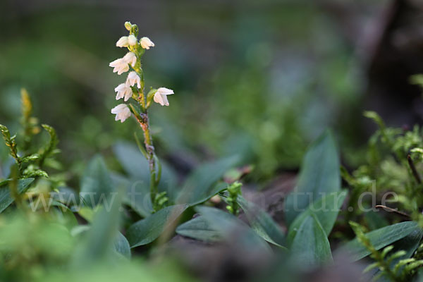 Kriechende Netzblatt (Goodyera repens)