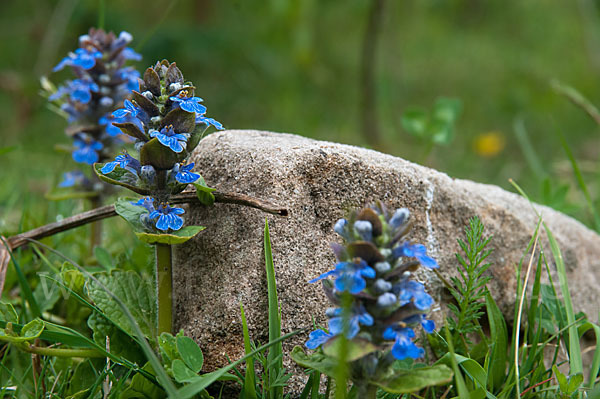 Kriechender Günsel (Ajuga reptans)