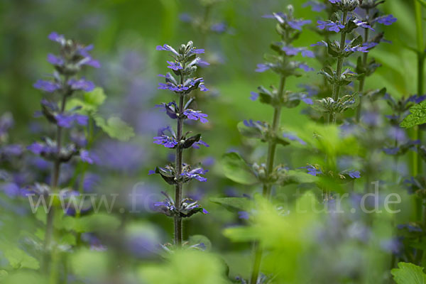 Kriechender Günsel (Ajuga reptans)