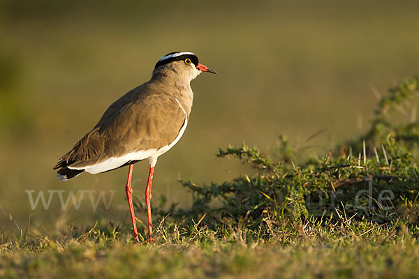 Kronenkiebitz (Vanellus coronatus)