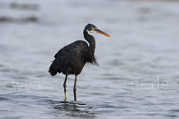 Küstenreiher (Egretta gularis gularis)