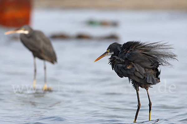 Küstenreiher (Egretta gularis gularis)