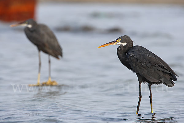 Küstenreiher (Egretta gularis gularis)