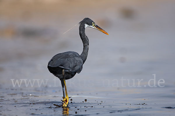 Küstenreiher (Egretta gularis gularis)