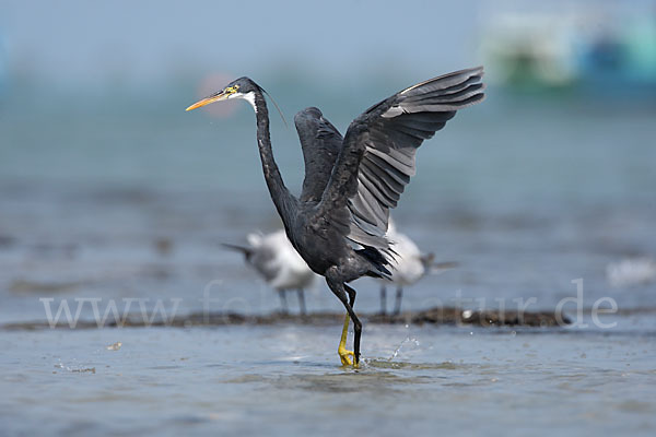 Küstenreiher (Egretta gularis gularis)