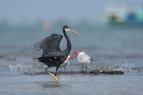 Küstenreiher (Egretta gularis gularis)