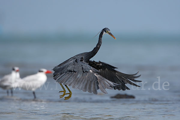 Küstenreiher (Egretta gularis gularis)