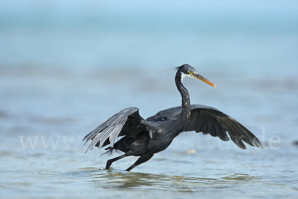 Küstenreiher (Egretta gularis gularis)