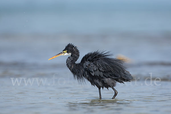 Küstenreiher (Egretta gularis gularis)