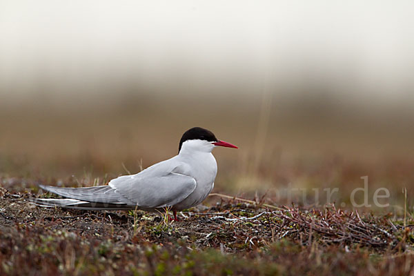 Küstenseeschwalbe (Sterna paradisaea)