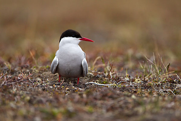 Küstenseeschwalbe (Sterna paradisaea)