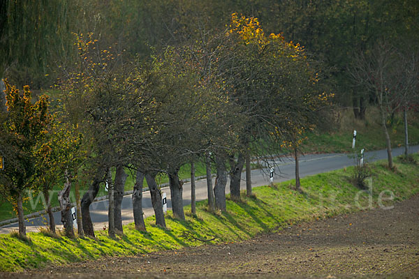 Kulturlandschaft (cultivated landscape)