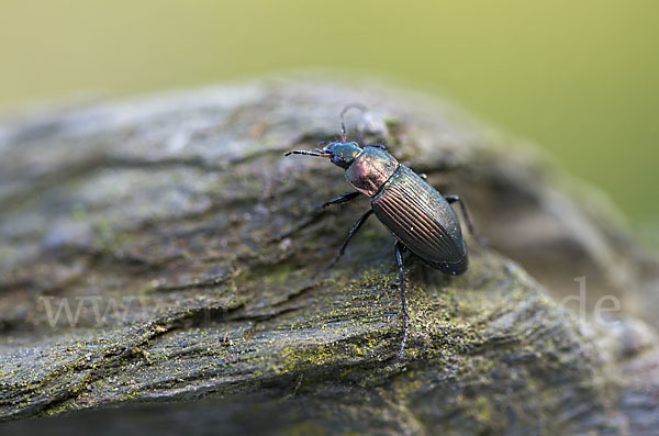 Kupferfarbene Buntgrabläufer (Poecilus cupreus)