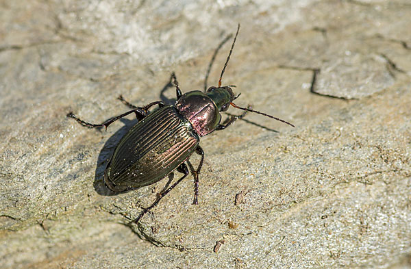 Kupferfarbene Buntgrabläufer (Poecilus cupreus)