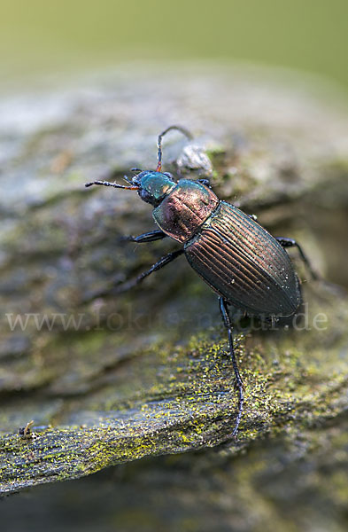 Kupferfarbene Buntgrabläufer (Poecilus cupreus)