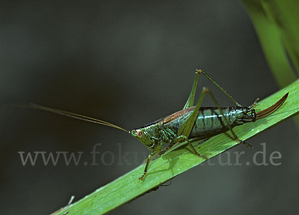 Kurzflügelige Schwertschrecke (Conocephalus dorsalis)