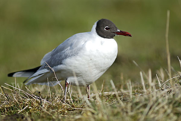 Lachmöwe (Larus ridibundus)