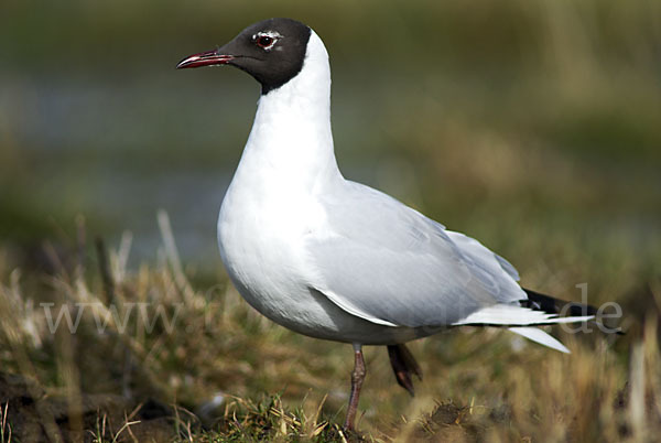 Lachmöwe (Larus ridibundus)