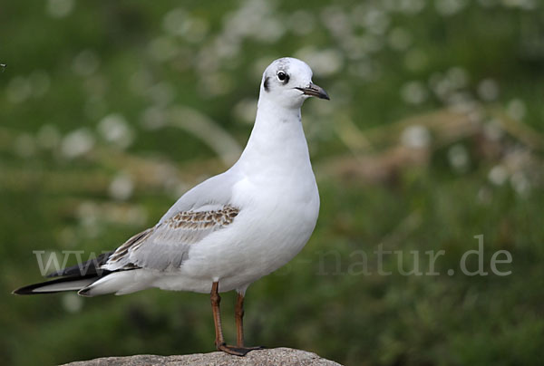 Lachmöwe (Larus ridibundus)