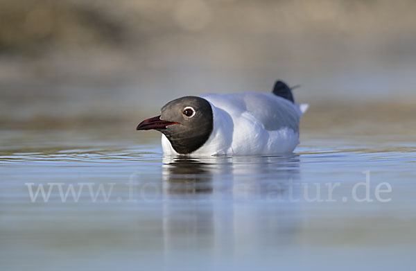 Lachmöwe (Larus ridibundus)