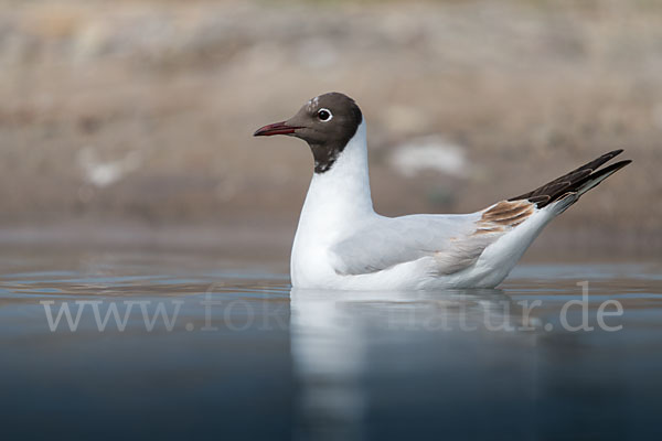 Lachmöwe (Larus ridibundus)