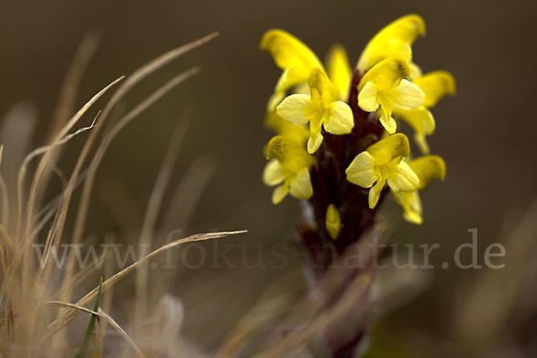 Läusekraut spec. (Pedicularis spec.)