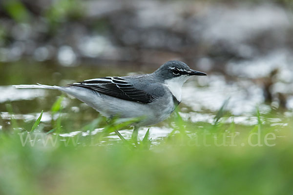 Langschwanzstelze (Motacilla clara)