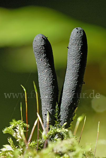 Langstielige Ahorn-Holzkeule (Xylaria longipes)