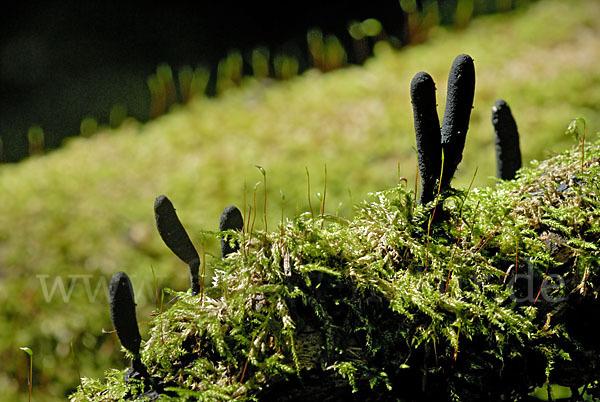 Langstielige Ahorn-Holzkeule (Xylaria longipes)