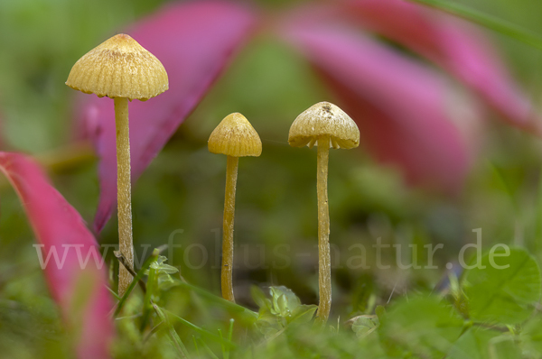 Langstieliges Samthäubchen (Conocybe subpubescens)