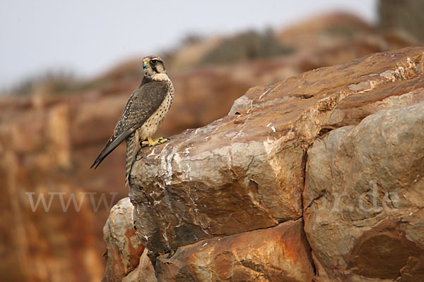 Lannerfalke sspec.1 (Falco biarmicus erlangeri)