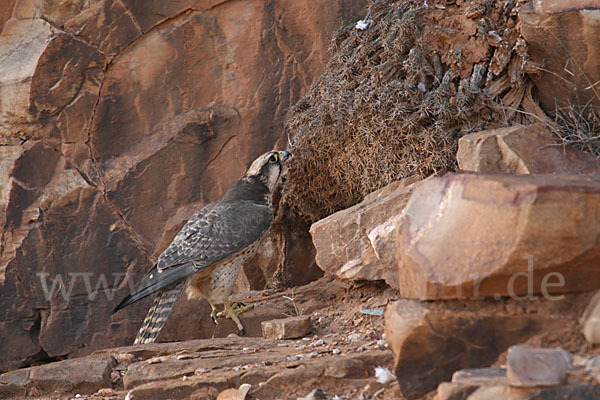 Lannerfalke sspec.1 (Falco biarmicus erlangeri)