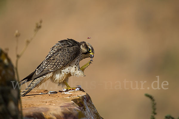 Lannerfalke sspec.1 (Falco biarmicus erlangeri)