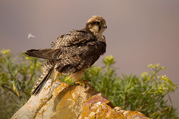 Lannerfalke sspec.1 (Falco biarmicus erlangeri)