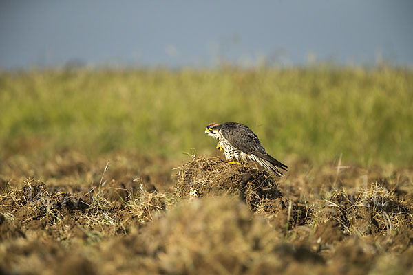 Lannerfalke sspec.2 (Falco biarmicus abyssinicus)