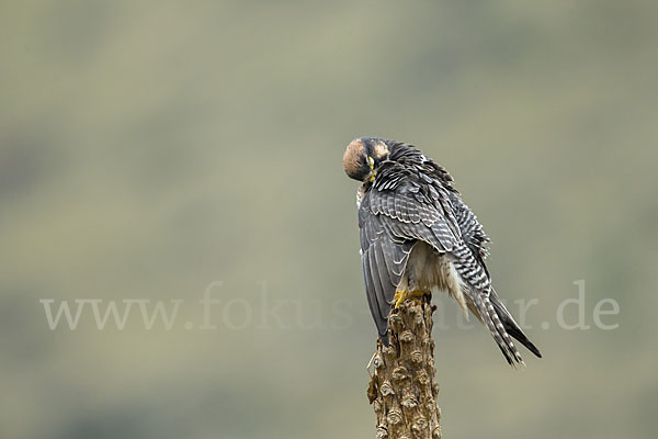 Lannerfalke sspec.2 (Falco biarmicus abyssinicus)