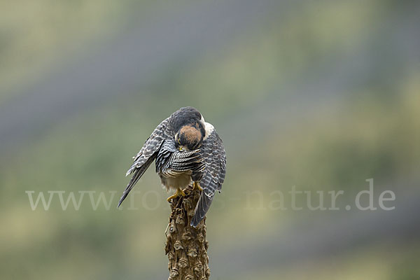 Lannerfalke sspec.2 (Falco biarmicus abyssinicus)