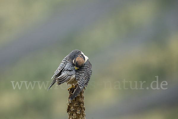 Lannerfalke sspec.2 (Falco biarmicus abyssinicus)