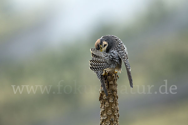 Lannerfalke sspec.2 (Falco biarmicus abyssinicus)